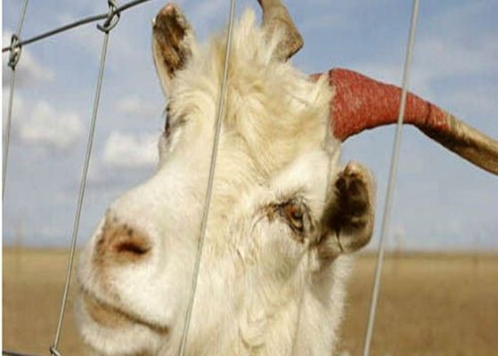 چین پانل های شمشیربازی سیم گالوانیزه الکتریکی گالوانیزه برای حیوانات مزرعه، سازگار با محیط زیست تامین کننده