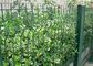 دکوراسیون حصار باغ با سیم باطله سبز با عرض 1.5-3.0m تامین کننده